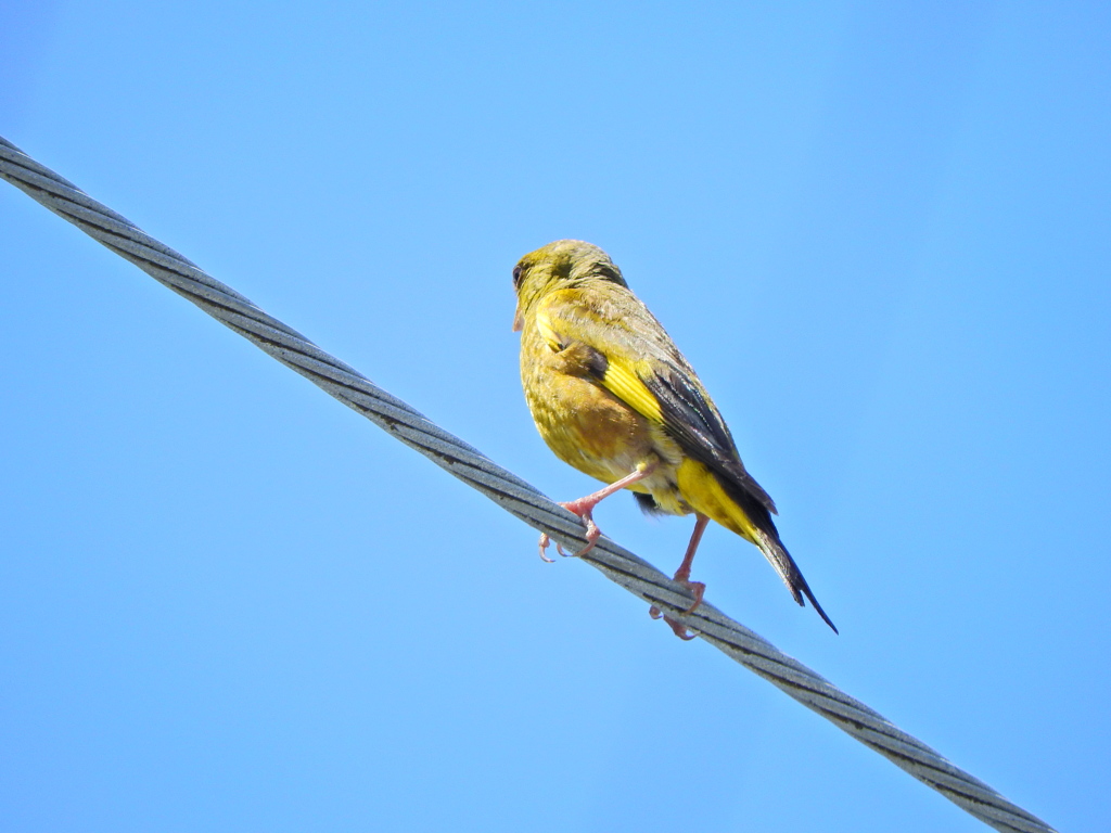 先に投稿した誰が喰った？の犯鳥　カワラヒワ　２