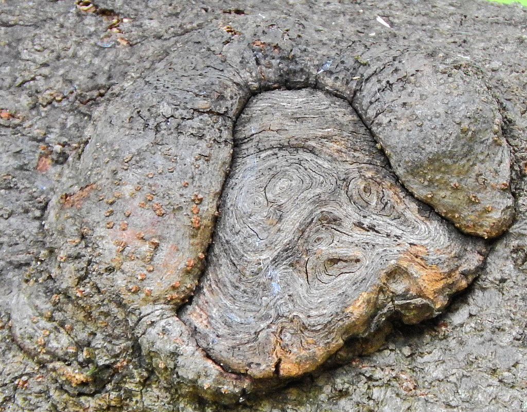 木の幹に・・人の顔？　２