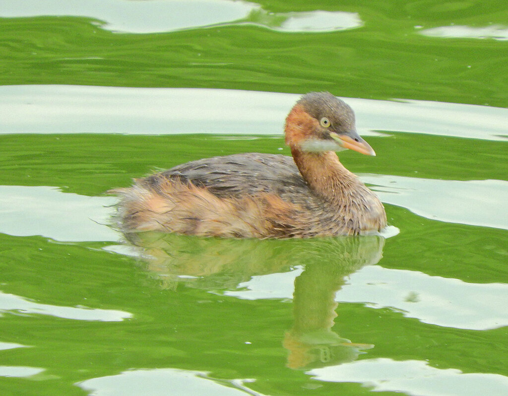 等々力緑地公園・・釣り堀池で　カイツブリ　２