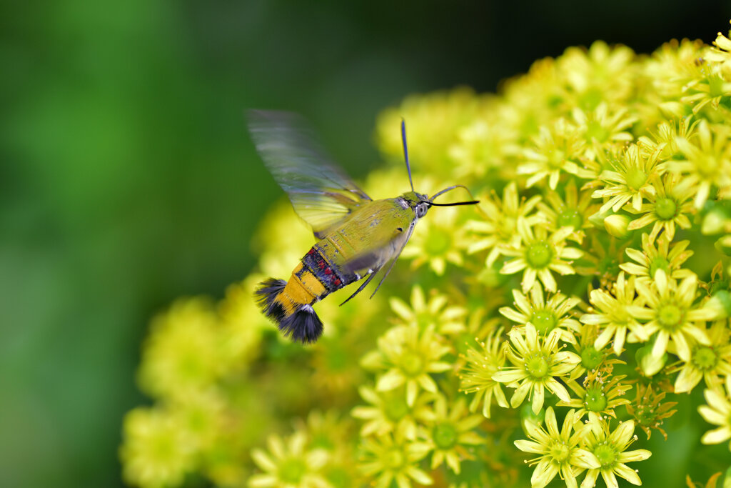 アエオニューム   黒法師（くろぼうし）の花にオオスカシバ　３