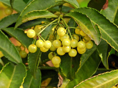 「白実の万両」 （しろみのまんりょう）　２