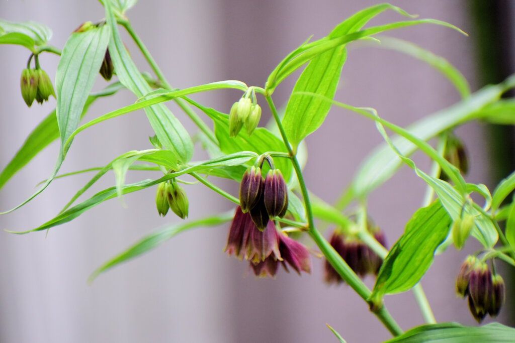 トウチクラン（唐竹蘭)　４