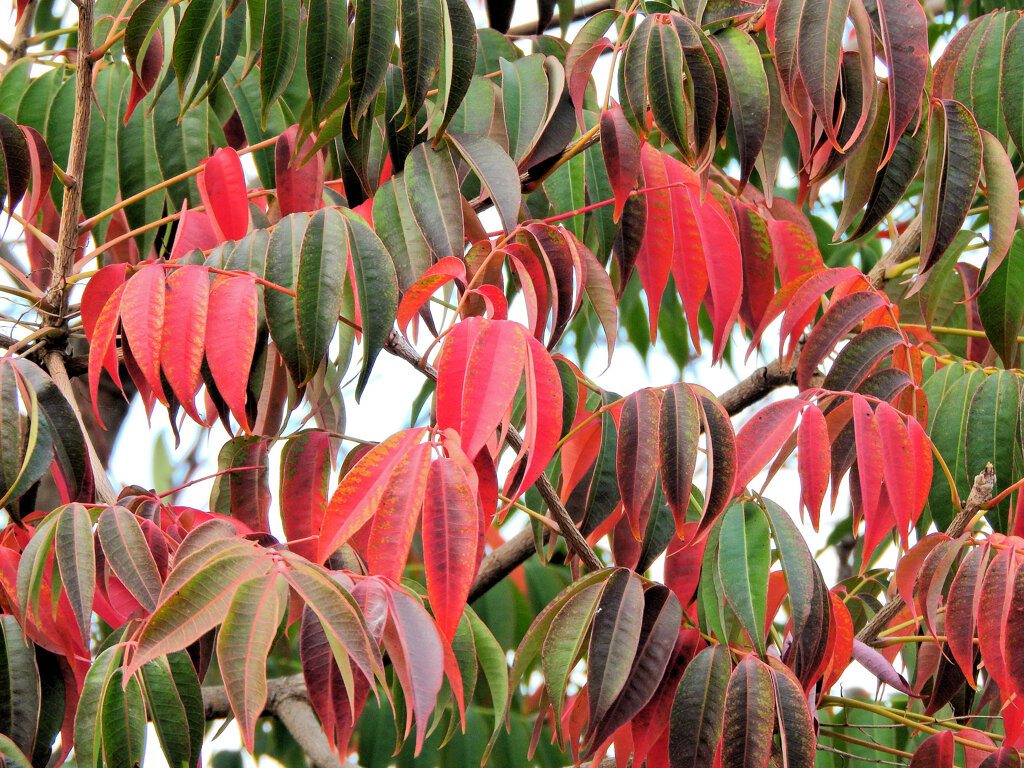 山黄櫨 （やまはぜ）の紅葉　５