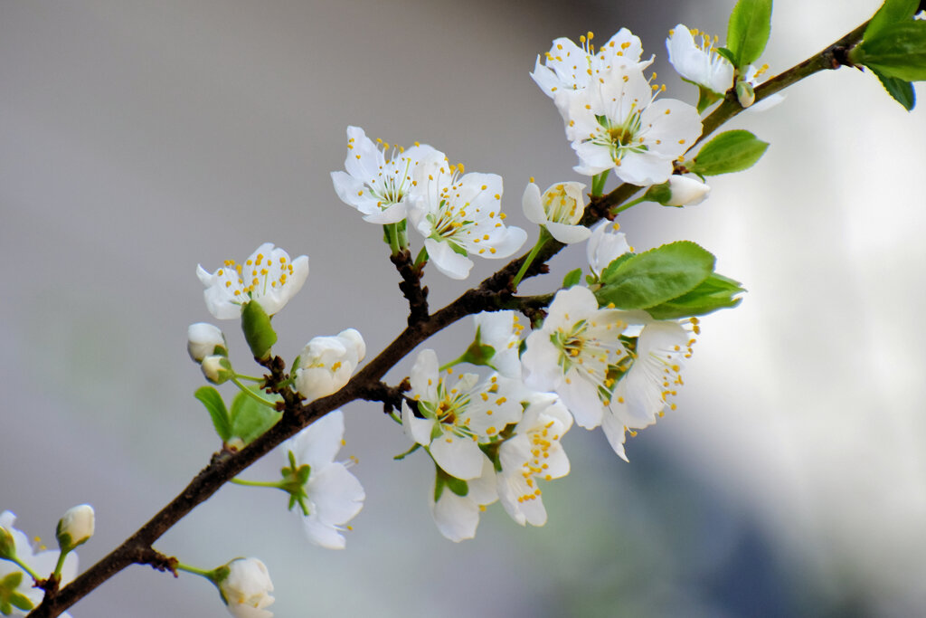 李 （すもも）の花 １ by 虹橋☆ （ID：11658538） - 写真共有サイト:PHOTOHITO