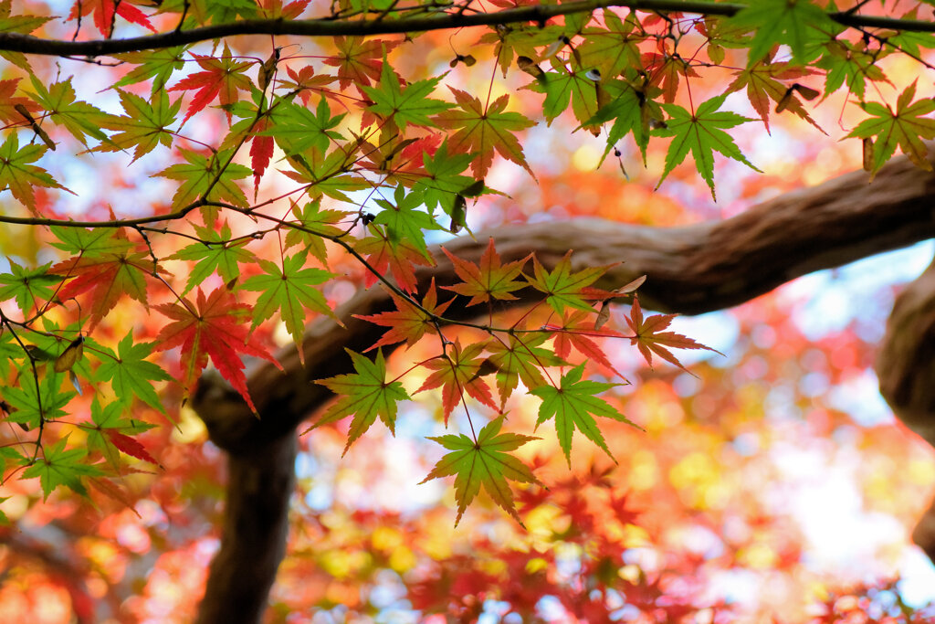 紅葉　⑨