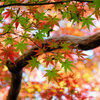 紅葉　⑨