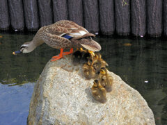 近所のせせらぎ遊歩道で今期初のカルガモの雛１０羽誕生　３