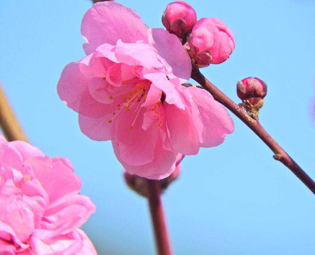花桃が開花　７