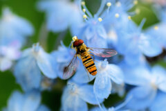 紫陽花にヒラタアブさん　２/2