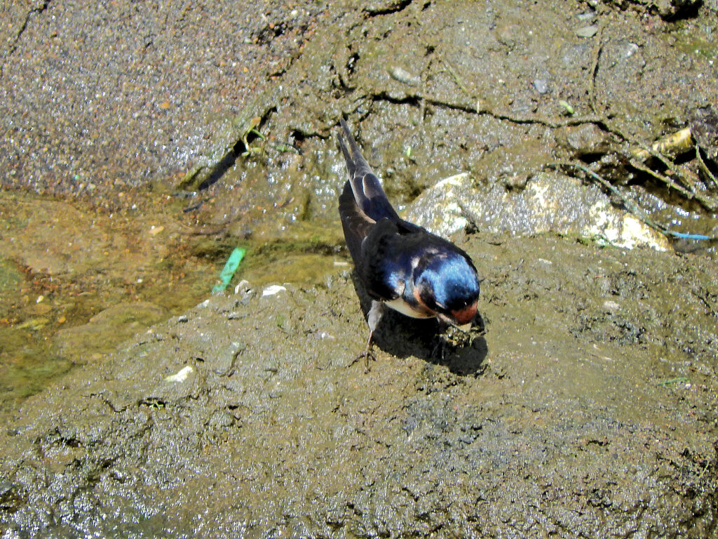 燕さんがお家の建築資材を調達中！　４