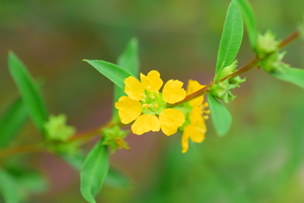きばなみそはぎ (黄花禊萩)　１
