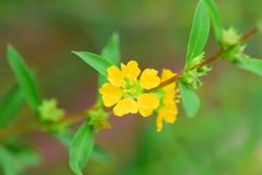 きばなみそはぎ (黄花禊萩)　１