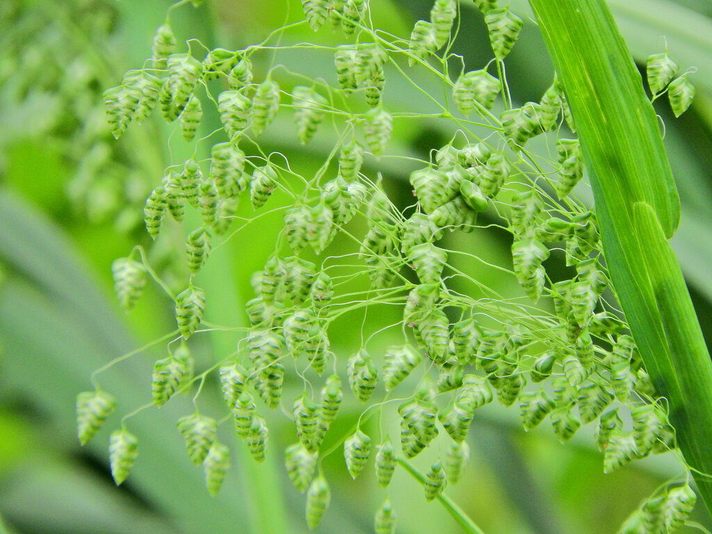 姫小判草 （ひめこばんそう）   鈴茅、鈴萱（すずがや）１