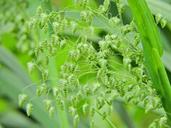 姫小判草 （ひめこばんそう）   鈴茅、鈴萱（すずがや）１