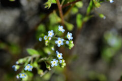 キュウリグサ（胡瓜草）５