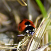 ナナホシテントウ　さん　１