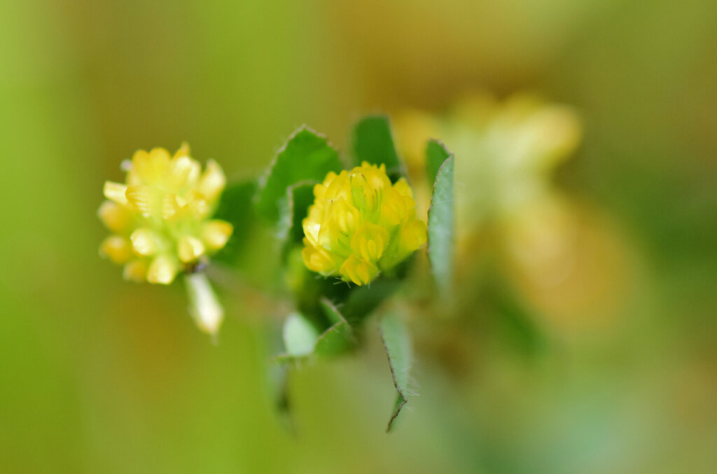 コメツブツメグサ　１