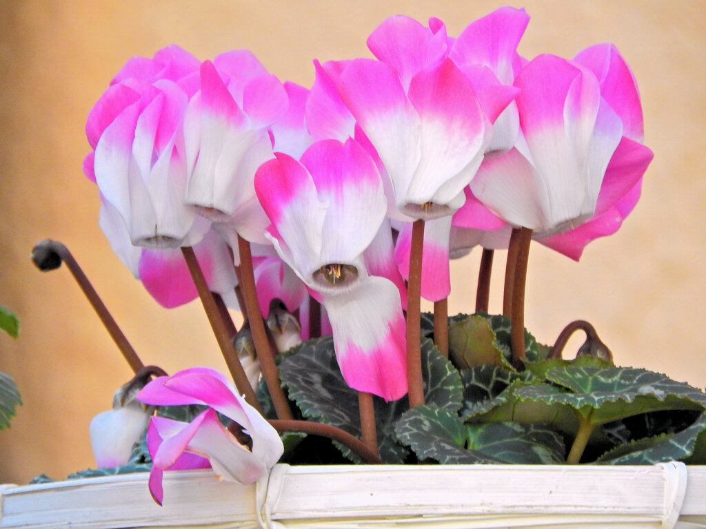 シクラメン　２