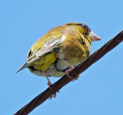 囀りで頭上を見上げたらカワラヒワ　４