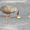 カルガモさん　花桃の実を食べる　１