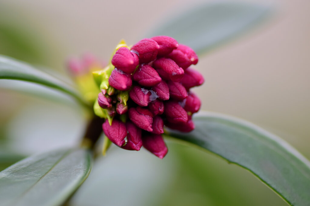 開花はまだまだ先です・・３