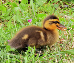 カルガモの雛ちゃんはめんこい(∩.∩）