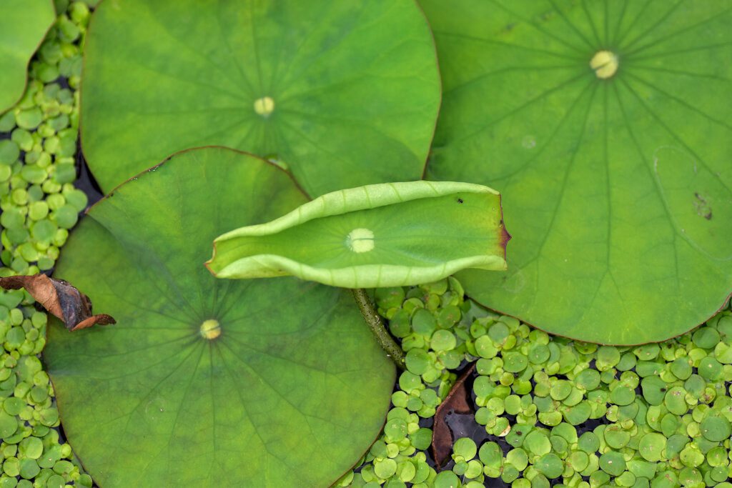 蓮の芽吹き　１０