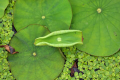 蓮の芽吹き　１０