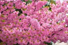 せせらぎ遊歩道・満開の河津桜　２