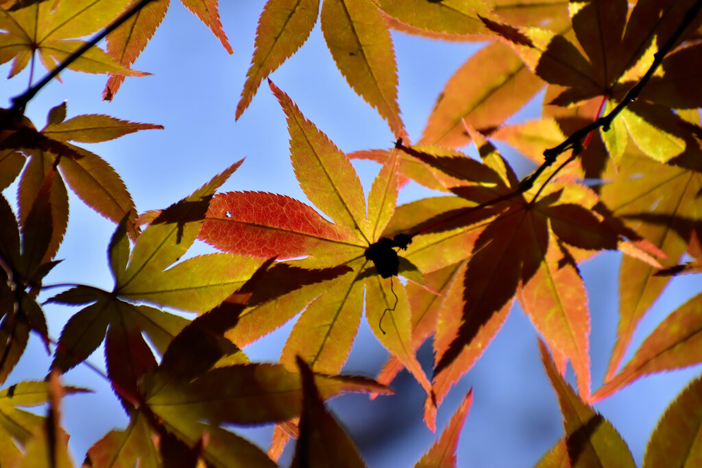 近所のお寺の紅葉　５