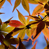近所のお寺の紅葉　５