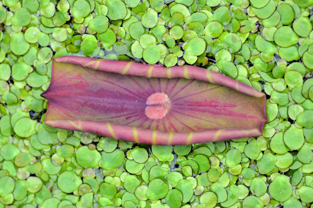 蓮の芽吹き　１