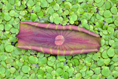 蓮の芽吹き　１