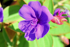 「紫紺野牡丹」　４
