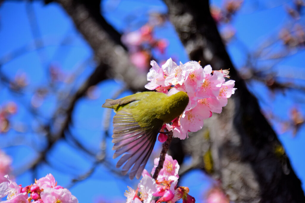 サクジロー⌒(ё)⌒　１６