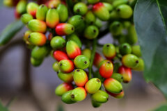 洋服の靑木ではありません　植物の靑木　実です　９