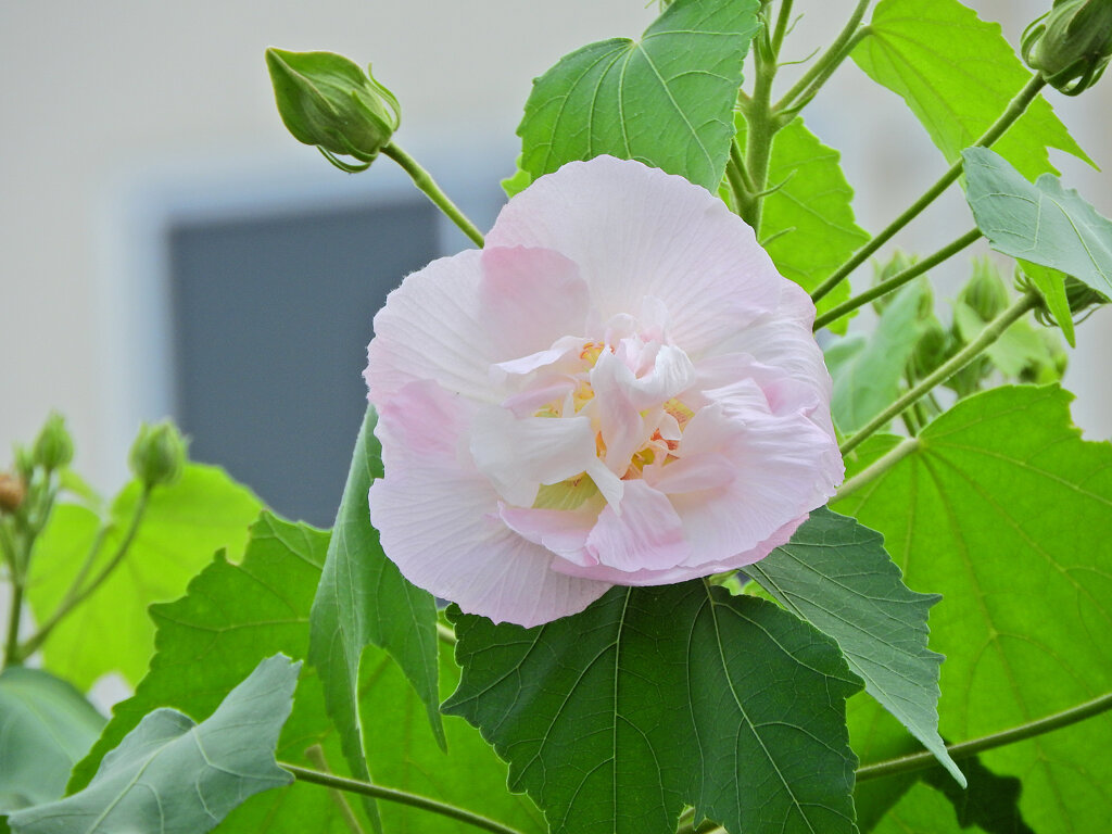 ほろ酔い気分　すいふよう／酔芙蓉 　４