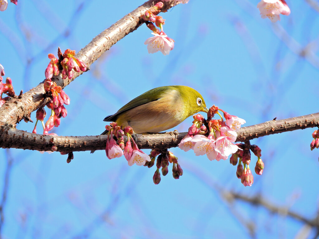 寒桜にサクジロー　１３