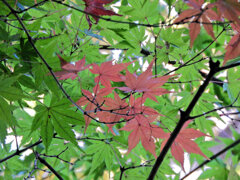 等々力緑地公園の紅葉が色付き始めました　９