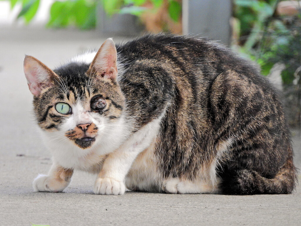 街で出合った野良にゃん　1/2