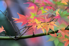 年末の大掃除・・綺麗だったなぁ～　紅葉　８