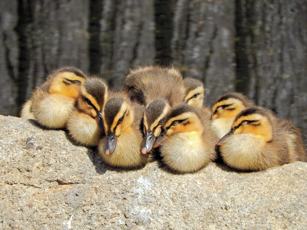3月9日生まれのｶﾙｶﾞﾓの雛ちゃん　9羽に減っていた^_^;　７