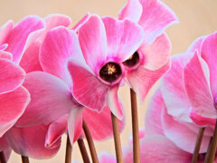 シクラメン　５