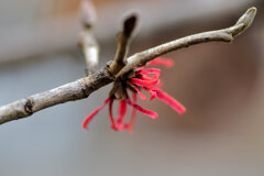 赤花万作（アカハナマンサク） ５