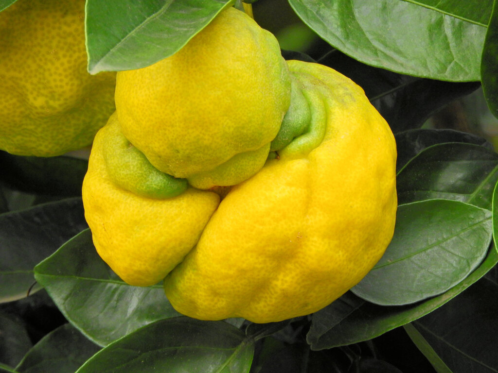 獅子柚子／鬼柚子／シシユズ／オニユズ　２