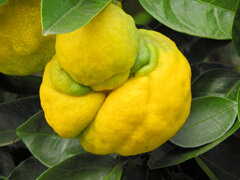 獅子柚子／鬼柚子／シシユズ／オニユズ　２