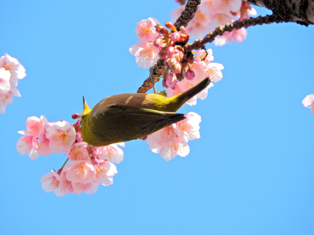 寒桜にサクジロー　２