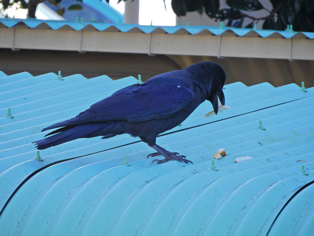 食パンの耳を食べる　カラス　２