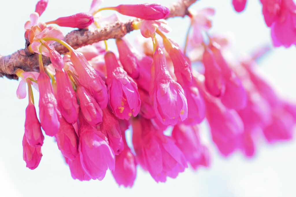 寒緋桜 （かんひざくら）　１