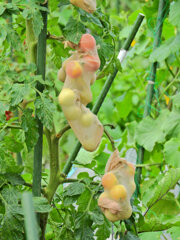 レンタル農園で　こんなトマトになりたくない(￣◇￣;)　５